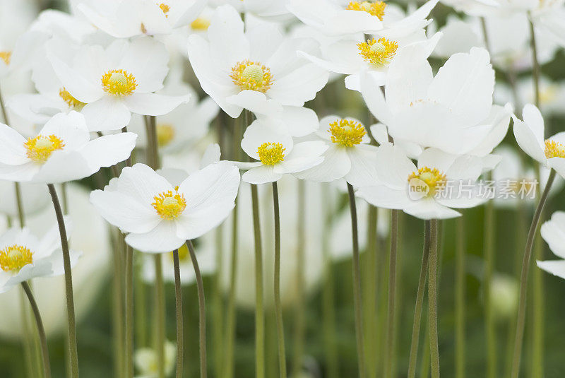 雪莲银莲花(银莲花)在春天- III